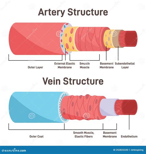 how are arteries similar to veins
